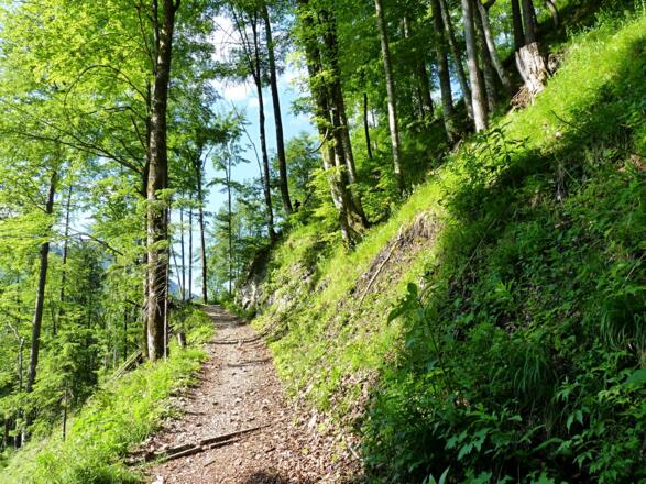 Ein schöner Waldweg