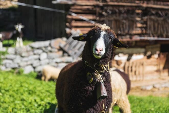 Montafoner Steinschafweg (c) Christian Hirschmann