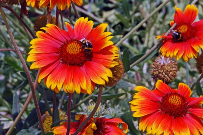 Blütenpracht in Mainbullau