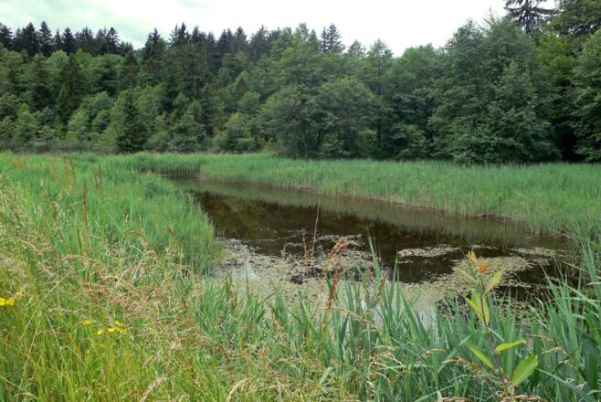 Am Aschauer Weiher