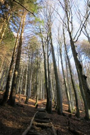 Schön angelegter Weg den Wald hinauf