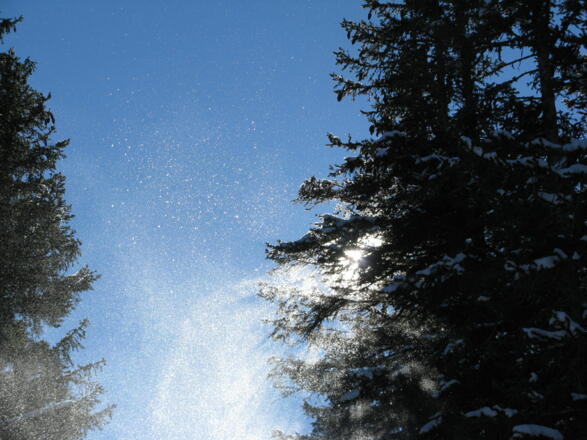 Auffrischender Wind steubt den Schnee von den Bäumen