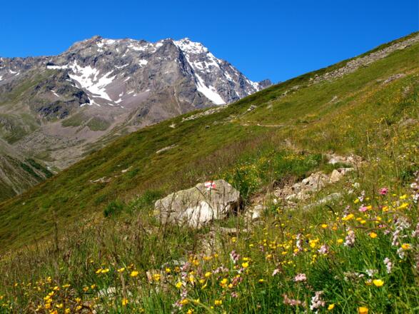 Blumenwiese beim Hüttenanstieg