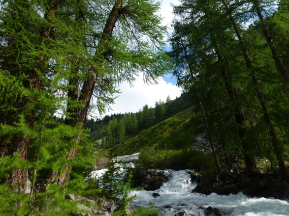 Lärchenwald am Weg zum Hohenzollernhaus