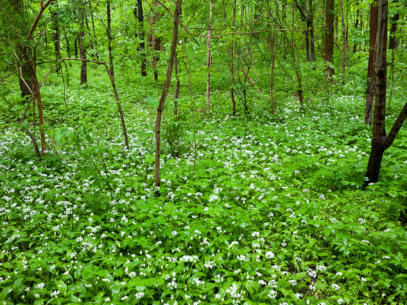 blühender Bärlauch in den Isarauen
