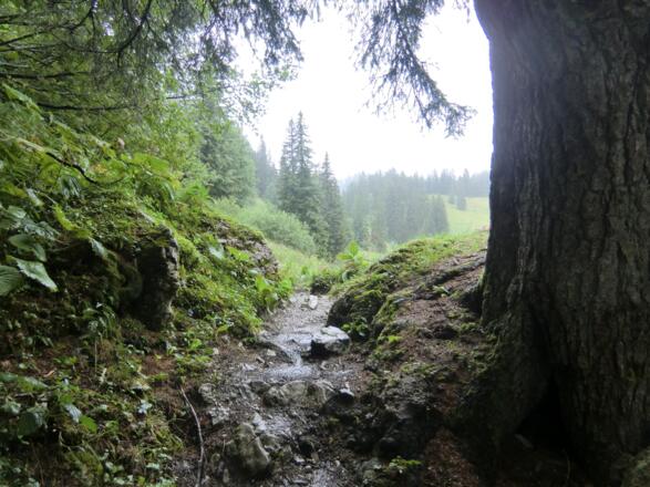 Schöner Wanderweg (621) - auch wenn es hier in Strömen geregnet hat
