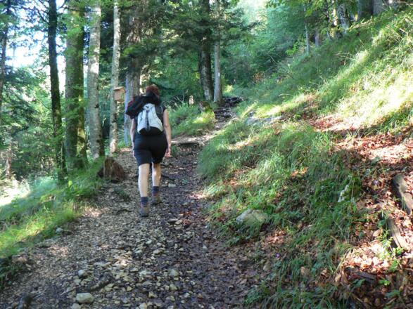 Durch den Wald stetig bergan