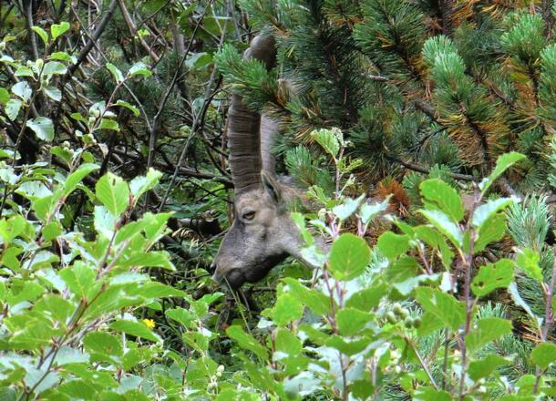 Steinbock an der Benediktenwand