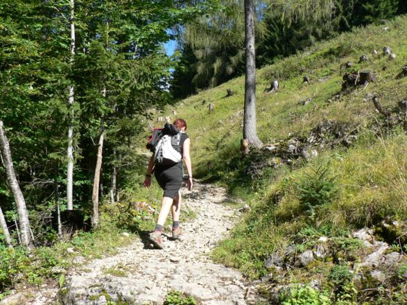 Kurz vor der Sommeraualm lichtet sich der Wald