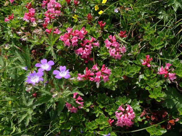 Aber auch im Juli ist die Blumenpracht beeindruckend