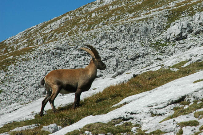 Steinbock