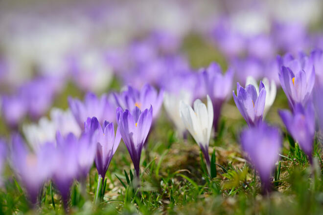 Die Krokusblüte macht die Wanderung zum Heuberg zusätzlich attraktiv.