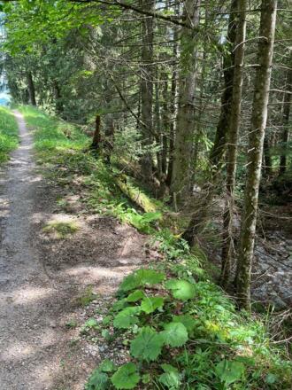 Trail