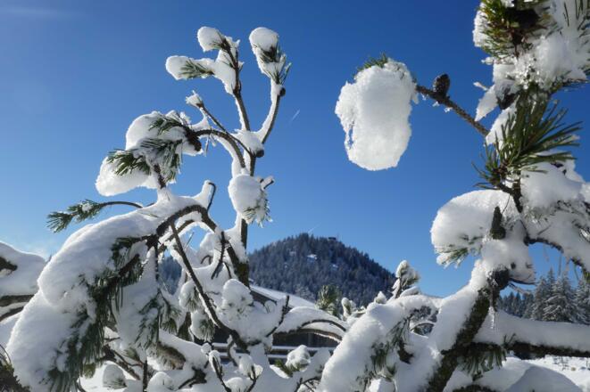 Rückblick durch Latschenkieferzweige in Richtung Hochries