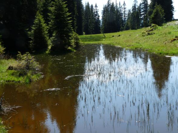 Je nach Niederschlag ist die Lacke am Plumpmoossattel einmal größer und dann wieder kleiner.