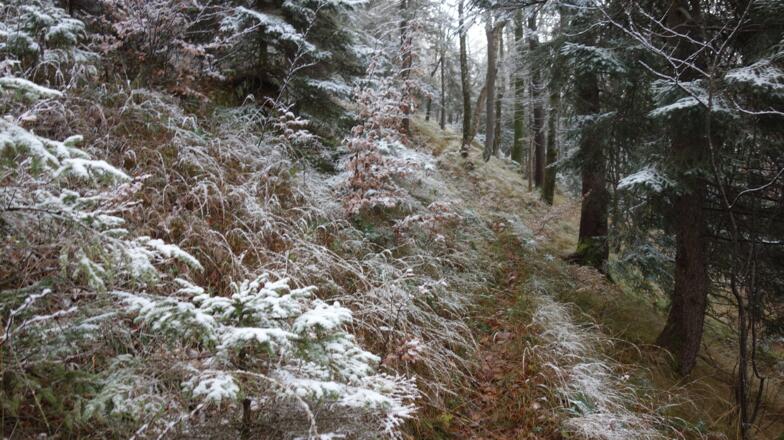 guter Jagdsteig bis 950m zur Forststraße
