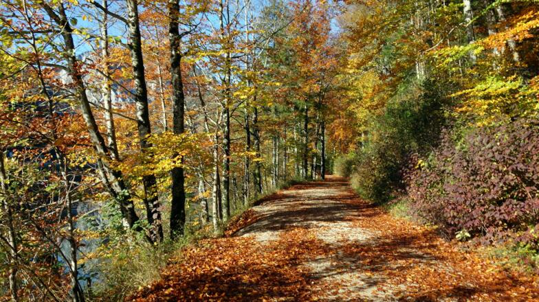Am Nordufer zum Hinteren Langbathsee