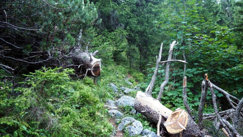Jägersteig, sogar ausgeschnitten