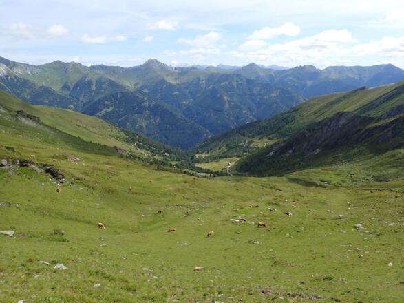 Im Sommer bevölkert Weidevieh das Kar