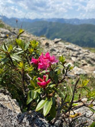 Alpenrose am Abstieg von der Hochtennspitze