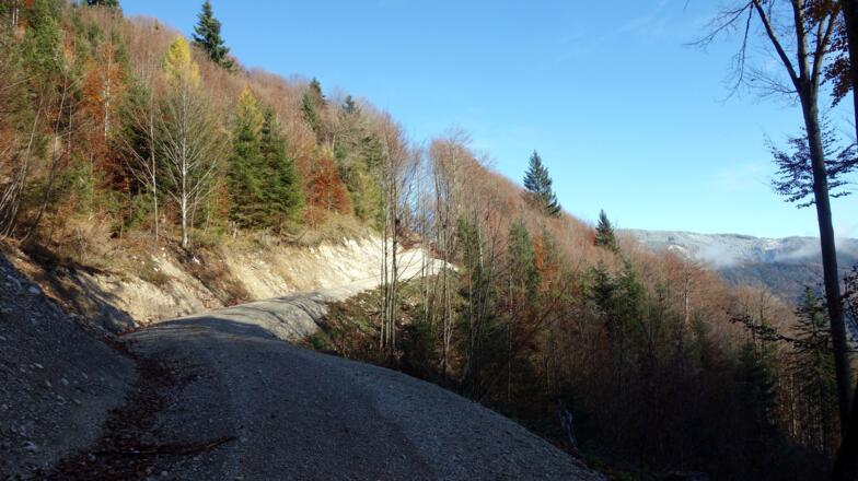 auf der Forststraße bergab