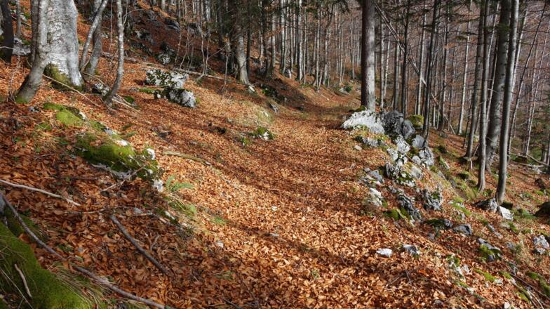Ziehweg um 1145m rechts ab von der Forststraße