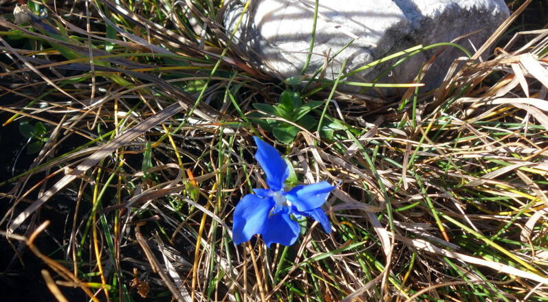 Noch ein Enzian am 1.November