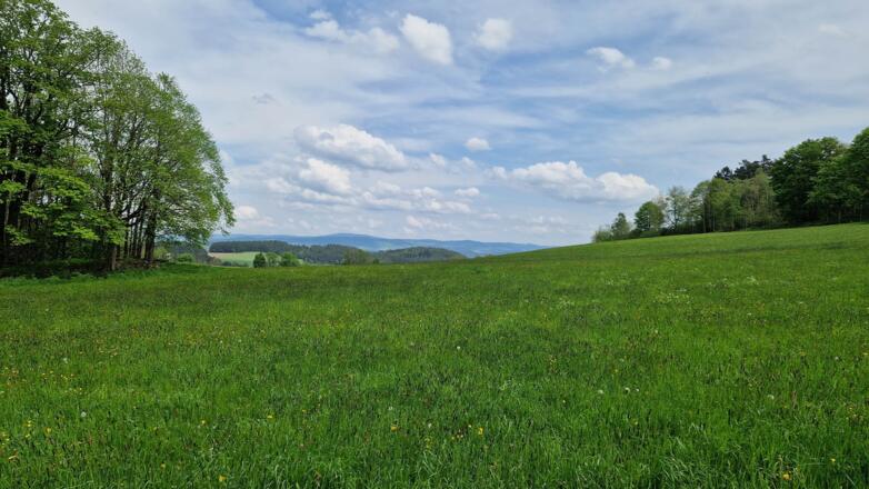 Wiese in Richtung Viehberg