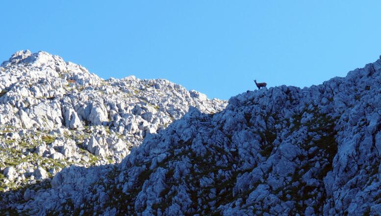 Gemsen: Obere Schuttrinne ca. 2000m - 2100m