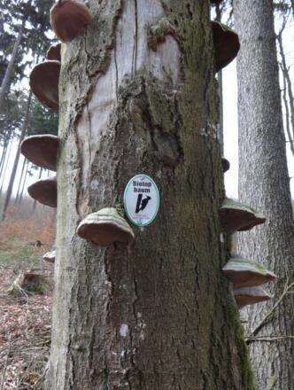 ein "Biotop-Baum"