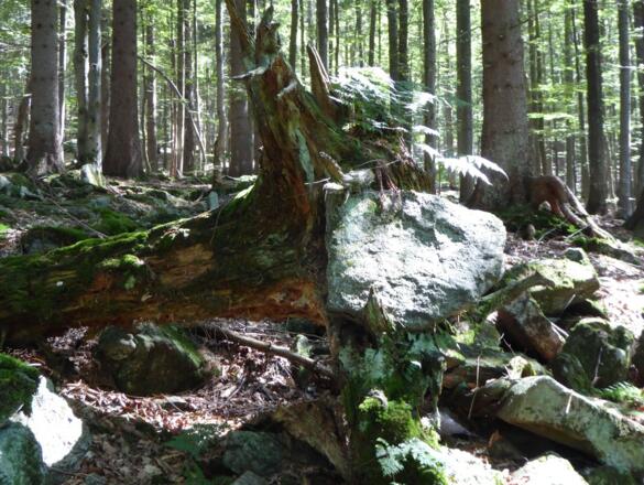 Baum frisst Stein :-))