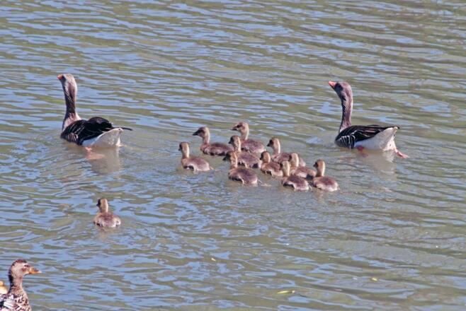 Familie Wildgans