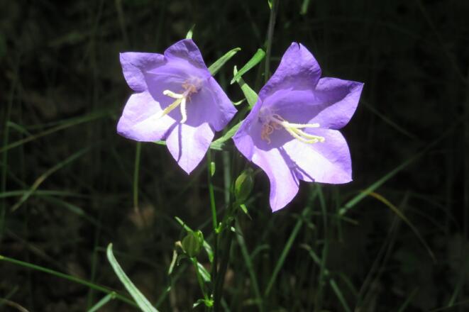 Glockenblume am Wegesrand