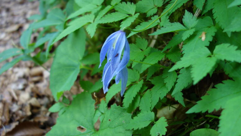 Seltene Waldrebe an der Querung um 650m