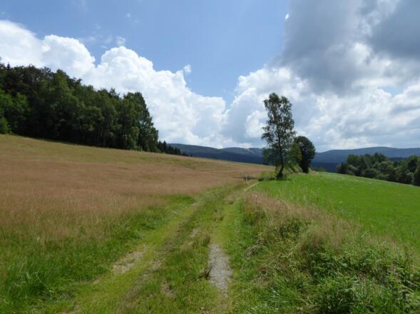 Hinauf auf den Almberg