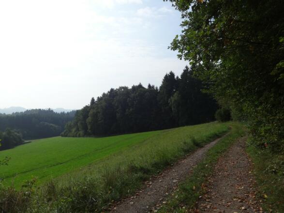 schöner Waldweg
