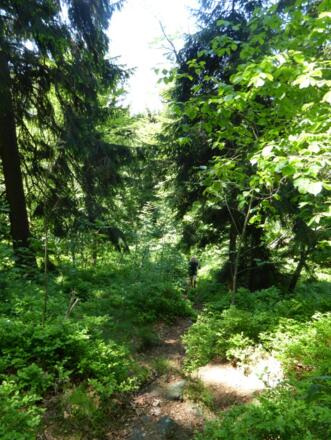 Waldpfad auf den Burgstall