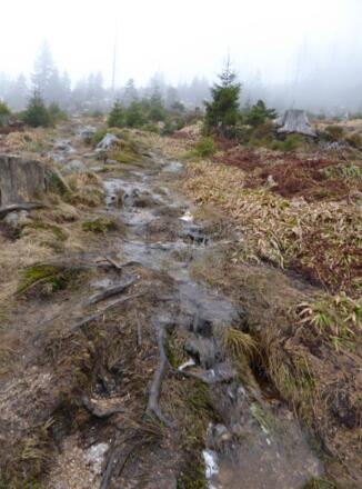 Pfade auf den Dreisessel