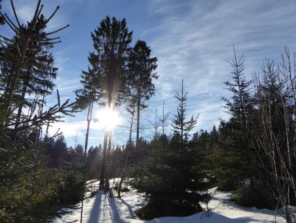 Sonne, Schnee und toller Weg