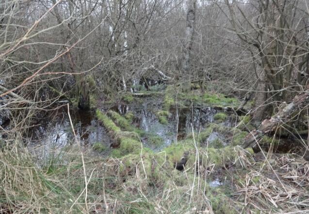 Moorlandschaft im Kulzer Moos