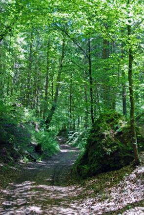 Durch den Wald nach Mühlbach