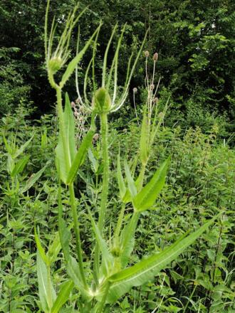 Weberkarde (Dipsacus sativus)