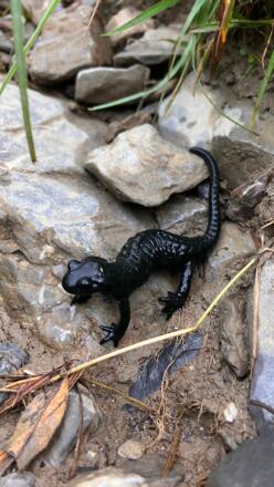 Alpensalamander