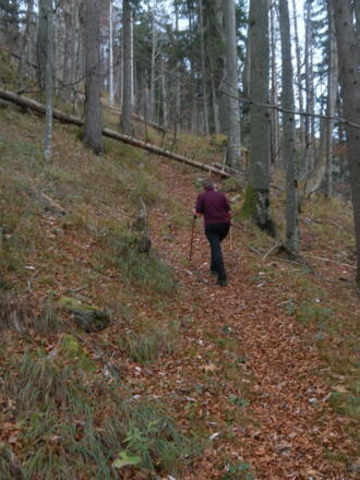 unmarkierte Pfade am Waldrücken