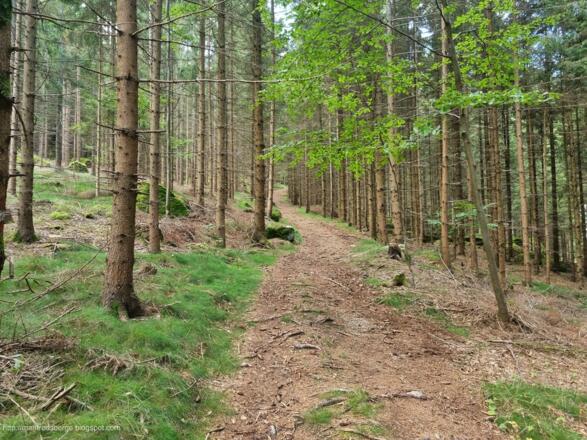 Weg durch den Wald