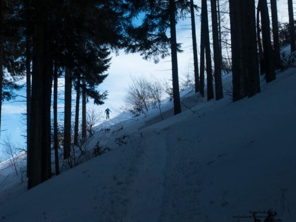 im lichten Wald auf dem Weg aufwärts