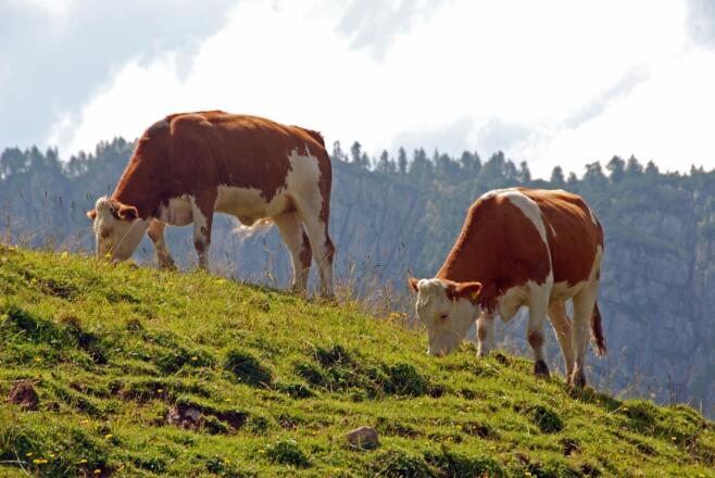 Berchtesgadener Almvieh
