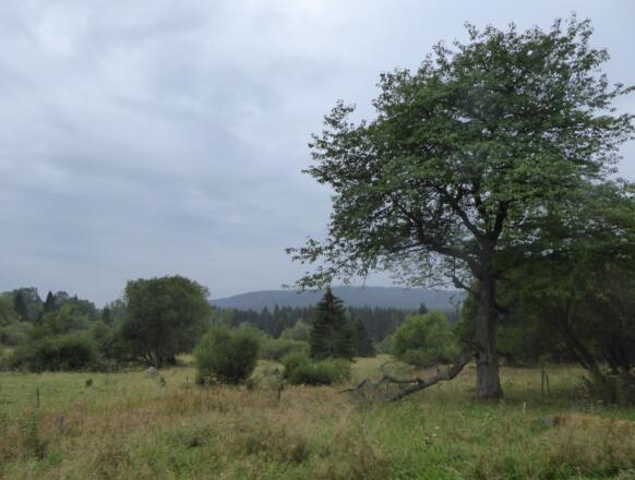 Böhmerwald