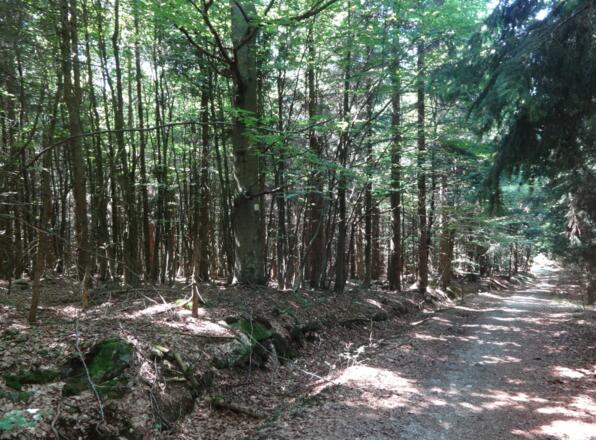 auf dem Weg zum Rauhen Kulm