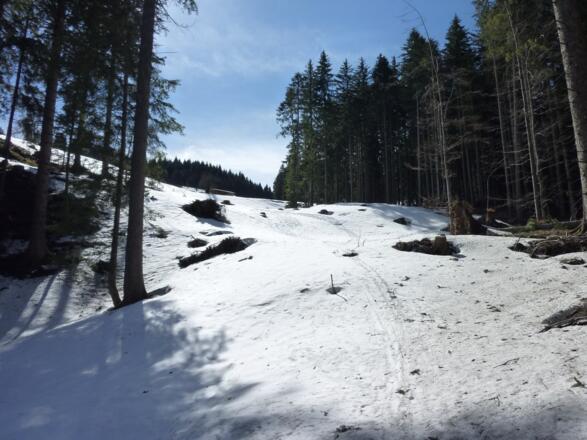 Schneise zur Mittereggalm